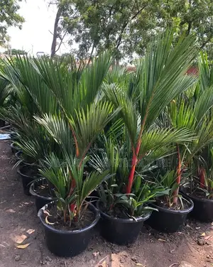 Landscaping, Flowering,Lawns Maintenance,Pruning Andplanting