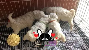 1-3 months Male Purebred Maltese