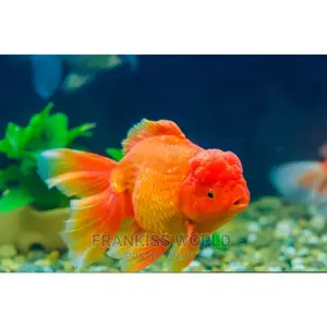 Gaint Oranda