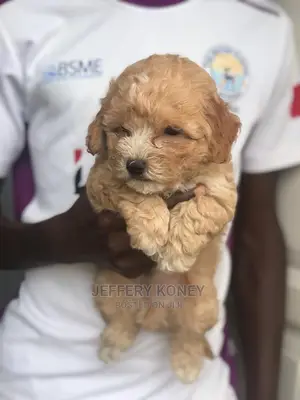 1-3 months Male Purebred Poodle