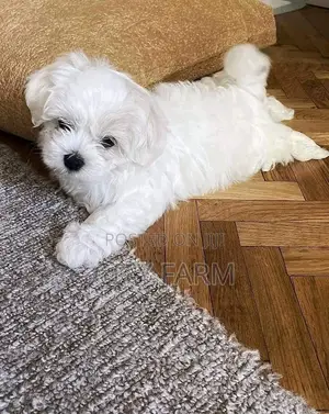 1-3 months Male Purebred Maltese