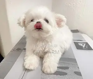 1-3 months Female Purebred Maltese