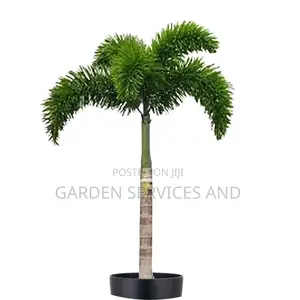 Foxtail Palm