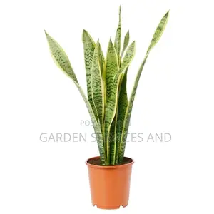 Sansevieria for Sale