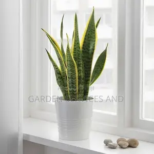 Sansevieria for Sale