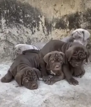1-3 months Female Purebred Neapolitan Mastiff