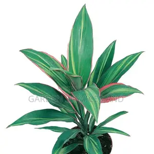 Cordyline for Sale