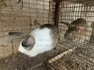 High-Breed Chinchilla for Sale
