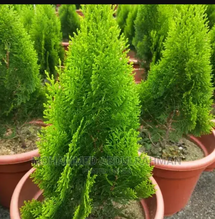 The Best In Landscape And Garden