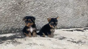 1-3 months Female Purebred Yorkshire Terrier