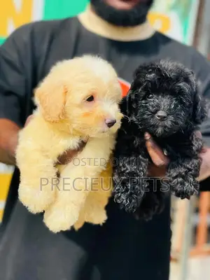 1-3 months Male Purebred Poodle