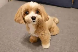 1-3 months Male Purebred Poodle