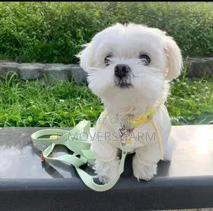 1-3 months Male Purebred Maltese