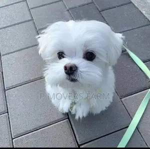 1-3 months Male Purebred Maltese