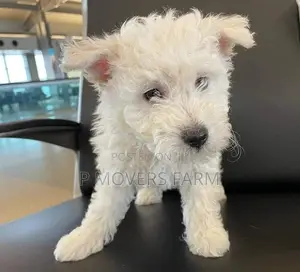 1-3 months Male Purebred Lhasa Apso