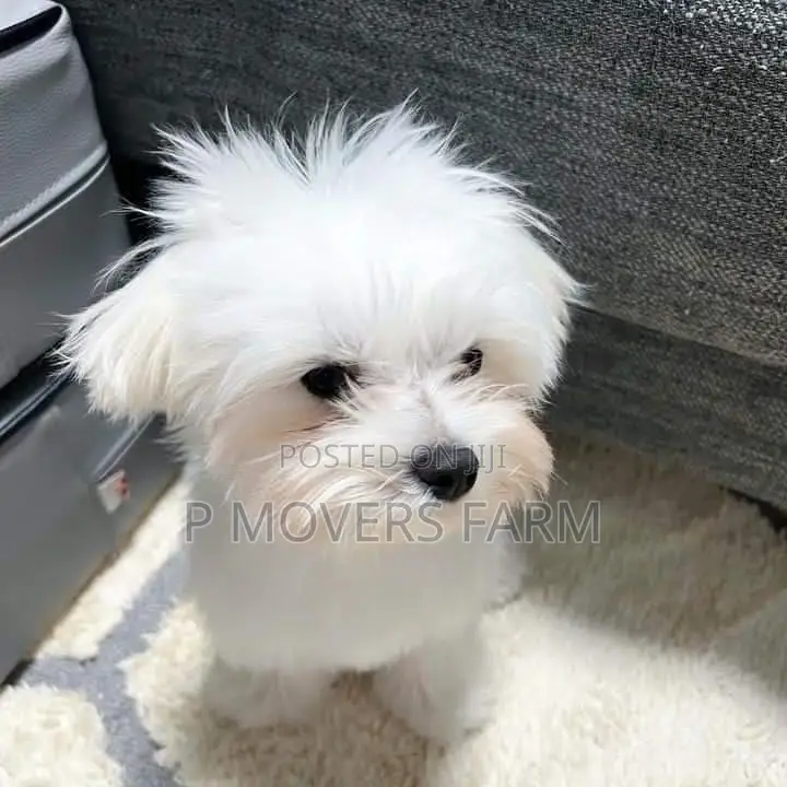 1-3 months Female Purebred Maltese
