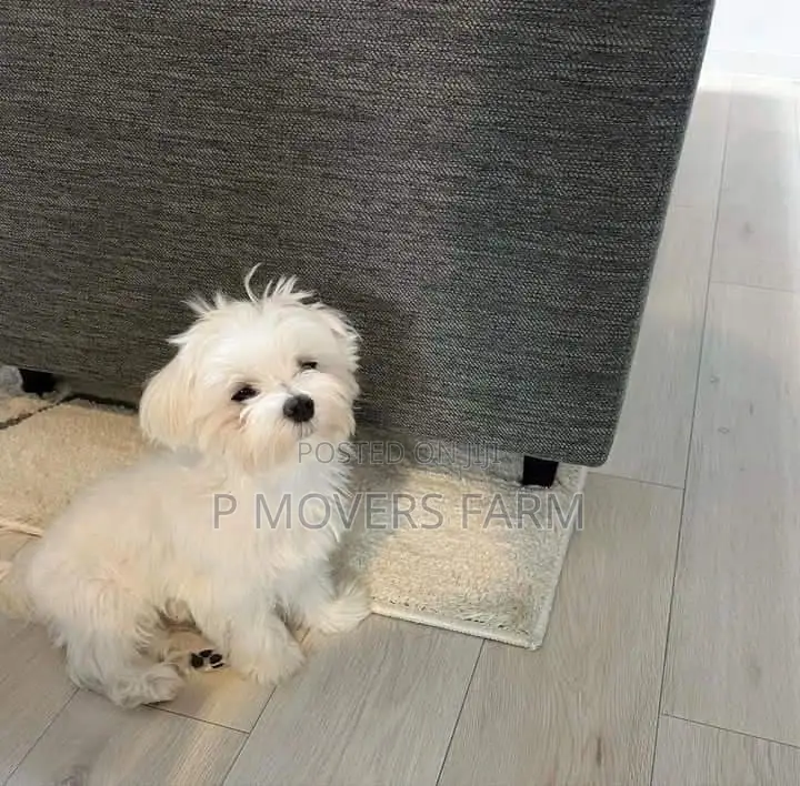 1-3 months Male Purebred Bichon Frise