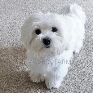 1-3 months Male Purebred Poodle