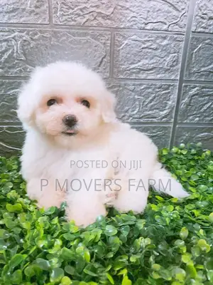 1-3 months Male Purebred Poodle
