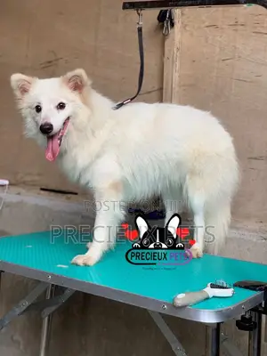 6-12 months Male Purebred American Eskimo