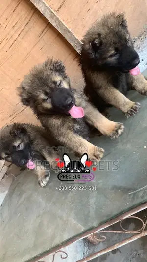 1-3 months Male Purebred Caucasian Shepherd