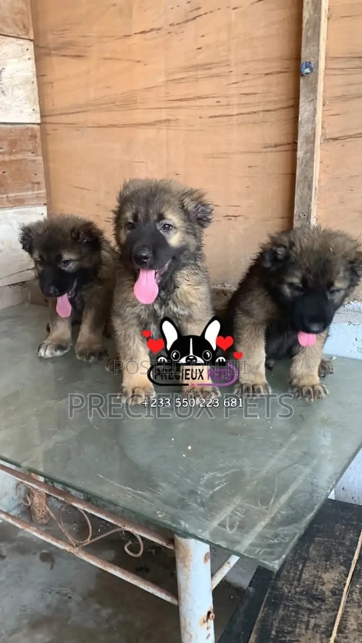 1-3 months Male Purebred Caucasian Shepherd