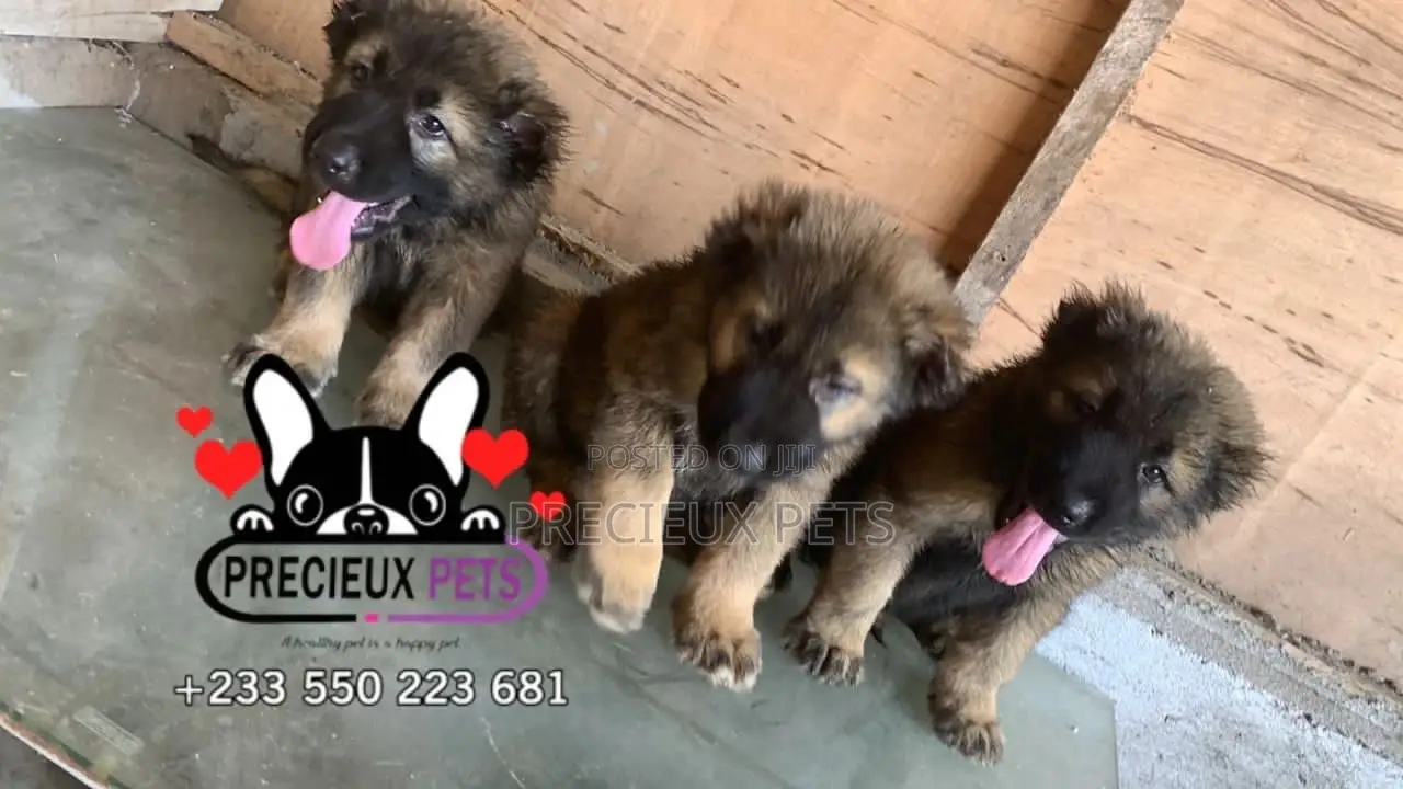 1-3 months Male Purebred Caucasian Shepherd