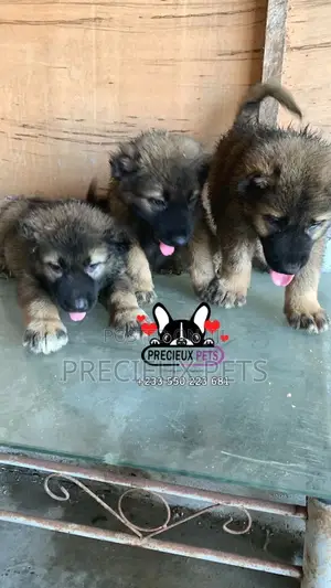 1-3 months Male Purebred Caucasian Shepherd