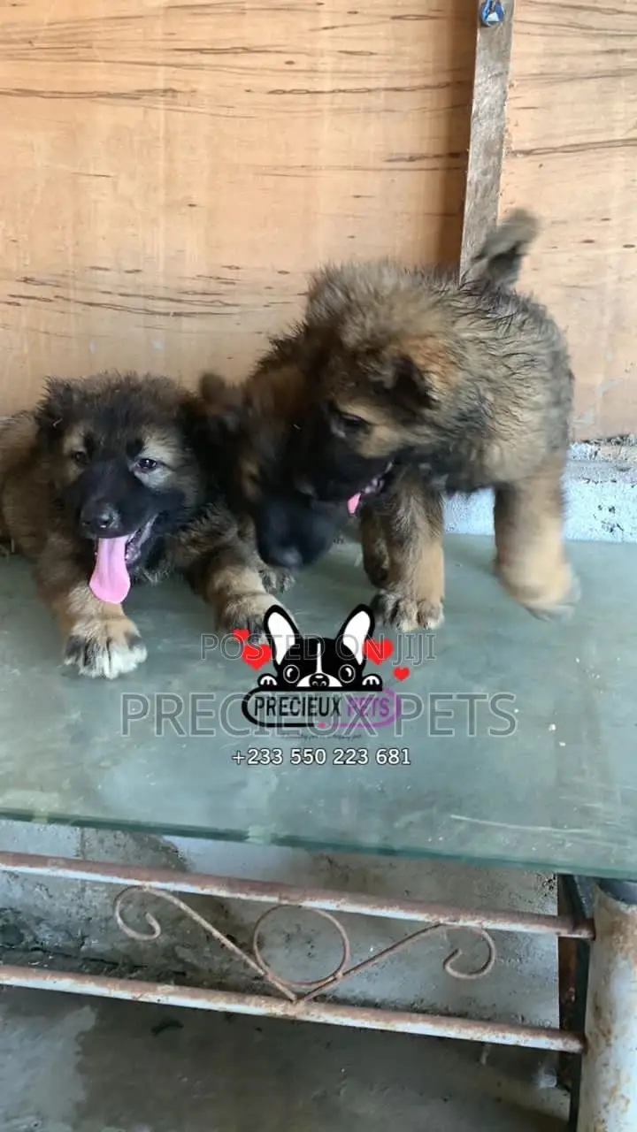 1-3 months Male Purebred Caucasian Shepherd
