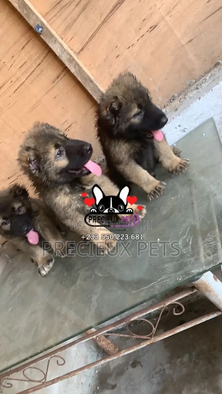 1-3 months Male Purebred Caucasian Shepherd