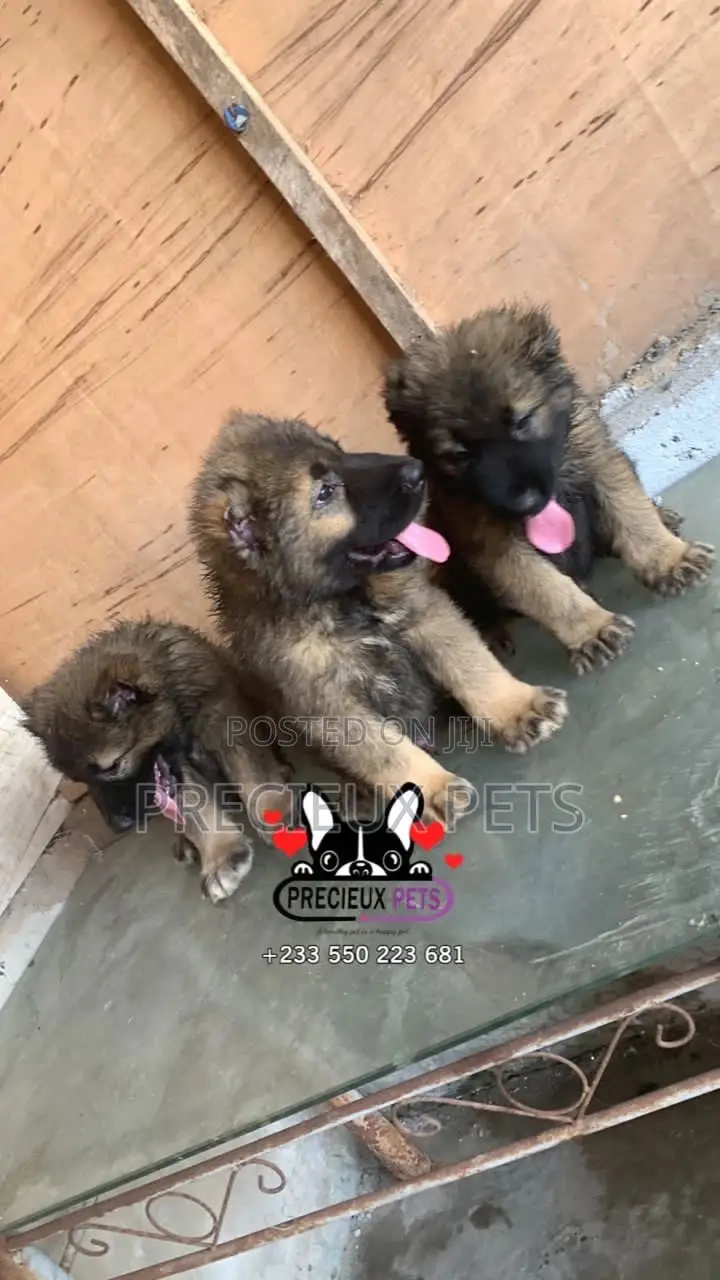 1-3 months Male Purebred Caucasian Shepherd