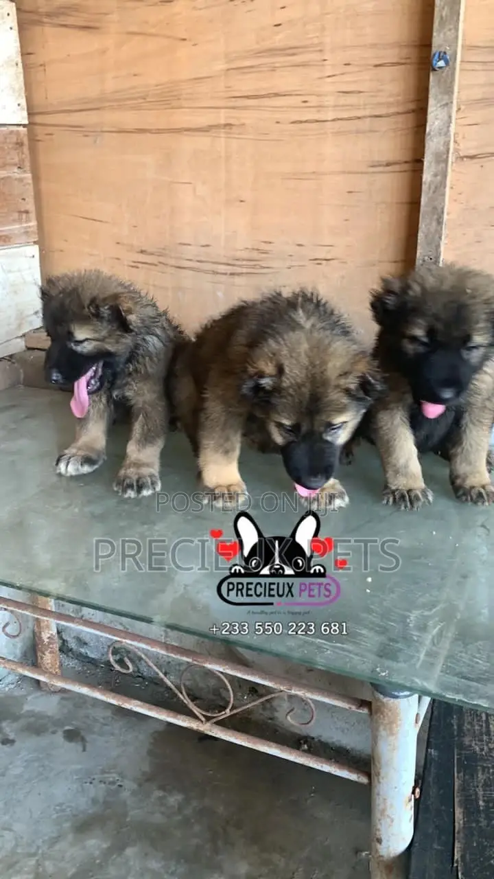 1-3 months Male Purebred Caucasian Shepherd
