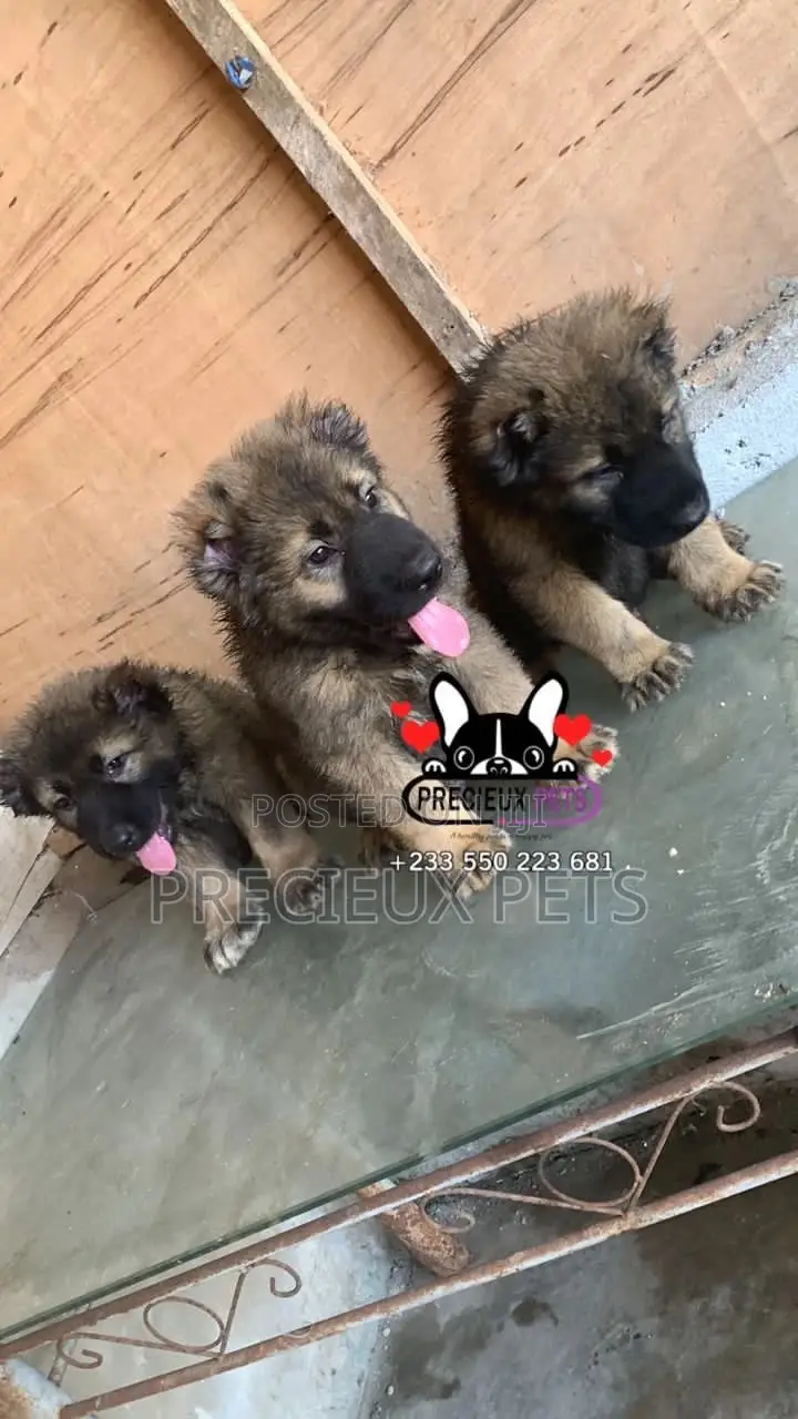 1-3 months Male Purebred Caucasian Shepherd