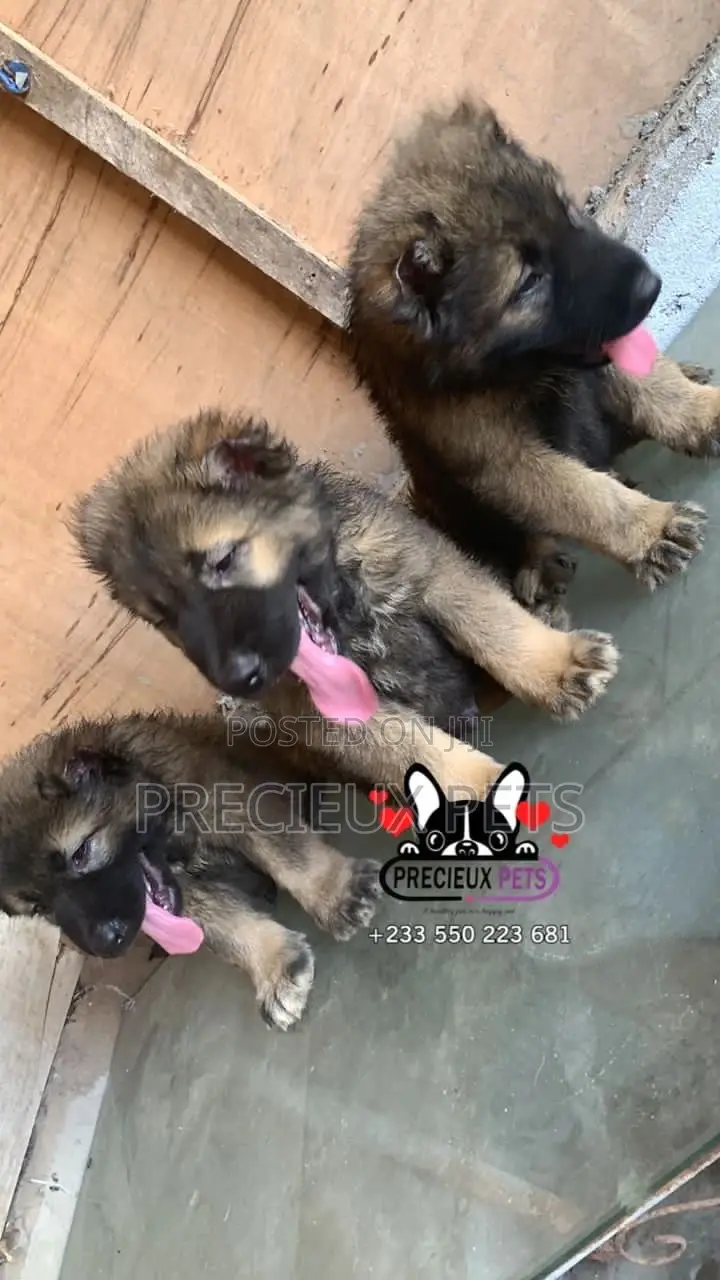 1-3 months Male Purebred Caucasian Shepherd