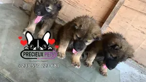 1-3 months Male Purebred Caucasian Shepherd
