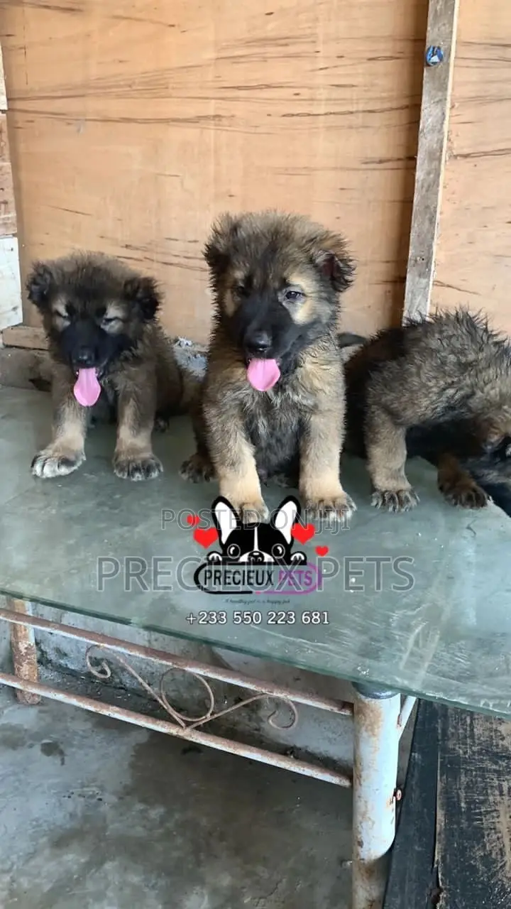 1-3 months Male Purebred Caucasian Shepherd