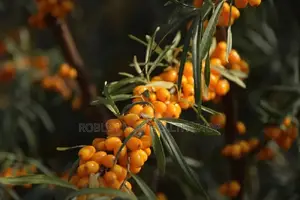 Sea Buckthorn, Omega 7