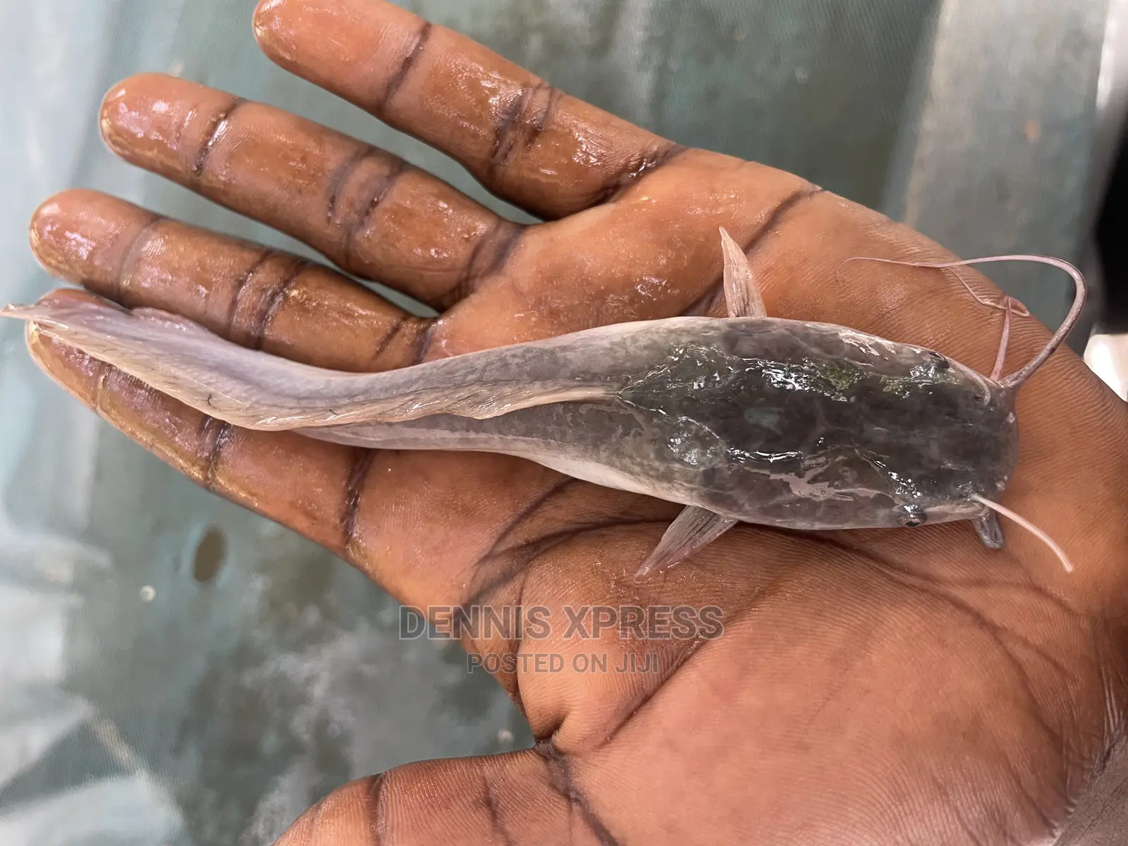 Catfish Juveniles (7cm-8cm) (1.50p)