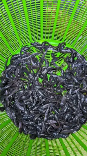 Catfish Fingerlings And Juveniles Available Fast Growing