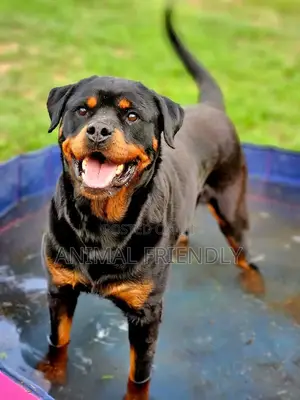 1-3 months Male Purebred Rottweiler