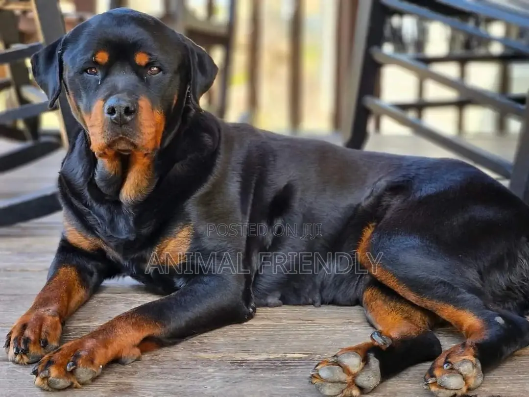 1-3 months Female Purebred Rottweiler