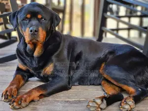 1-3 months Female Purebred Rottweiler