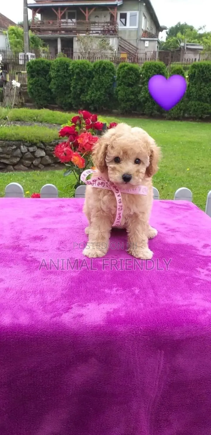 1-3 months Male Purebred Lhasa Apso