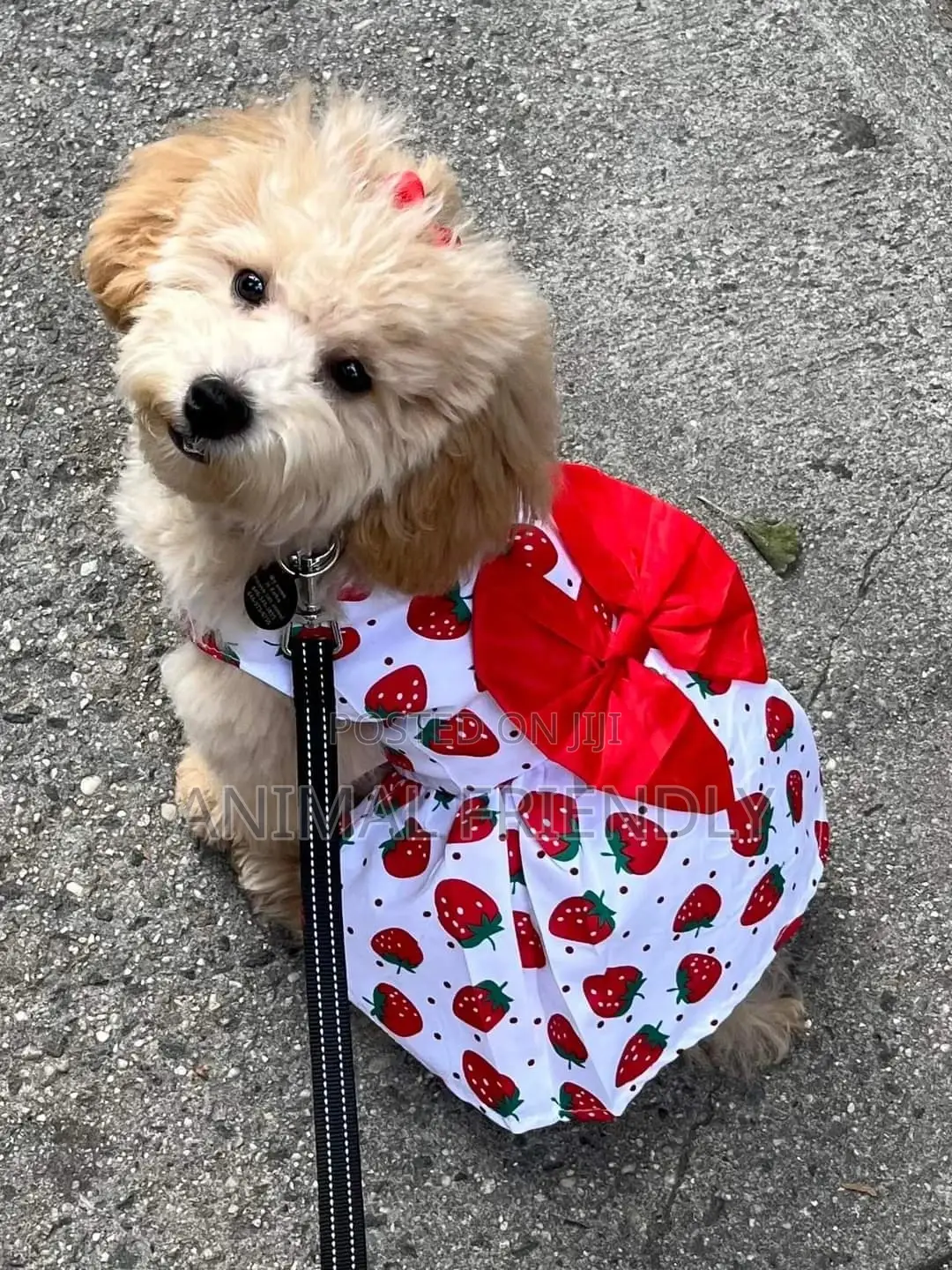 1-3 months Male Purebred Poodle