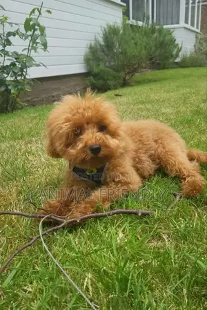 1-3 months Female Purebred Poodle