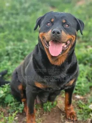 1-3 months Female Purebred Rottweiler
