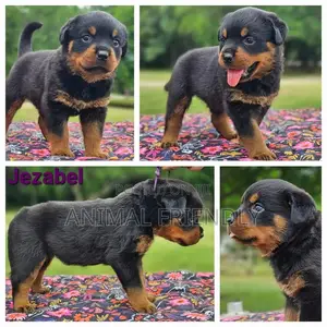 1-3 months Male Purebred Rottweiler