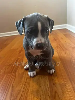 1-3 months Female Purebred American Pit Bull Terrier