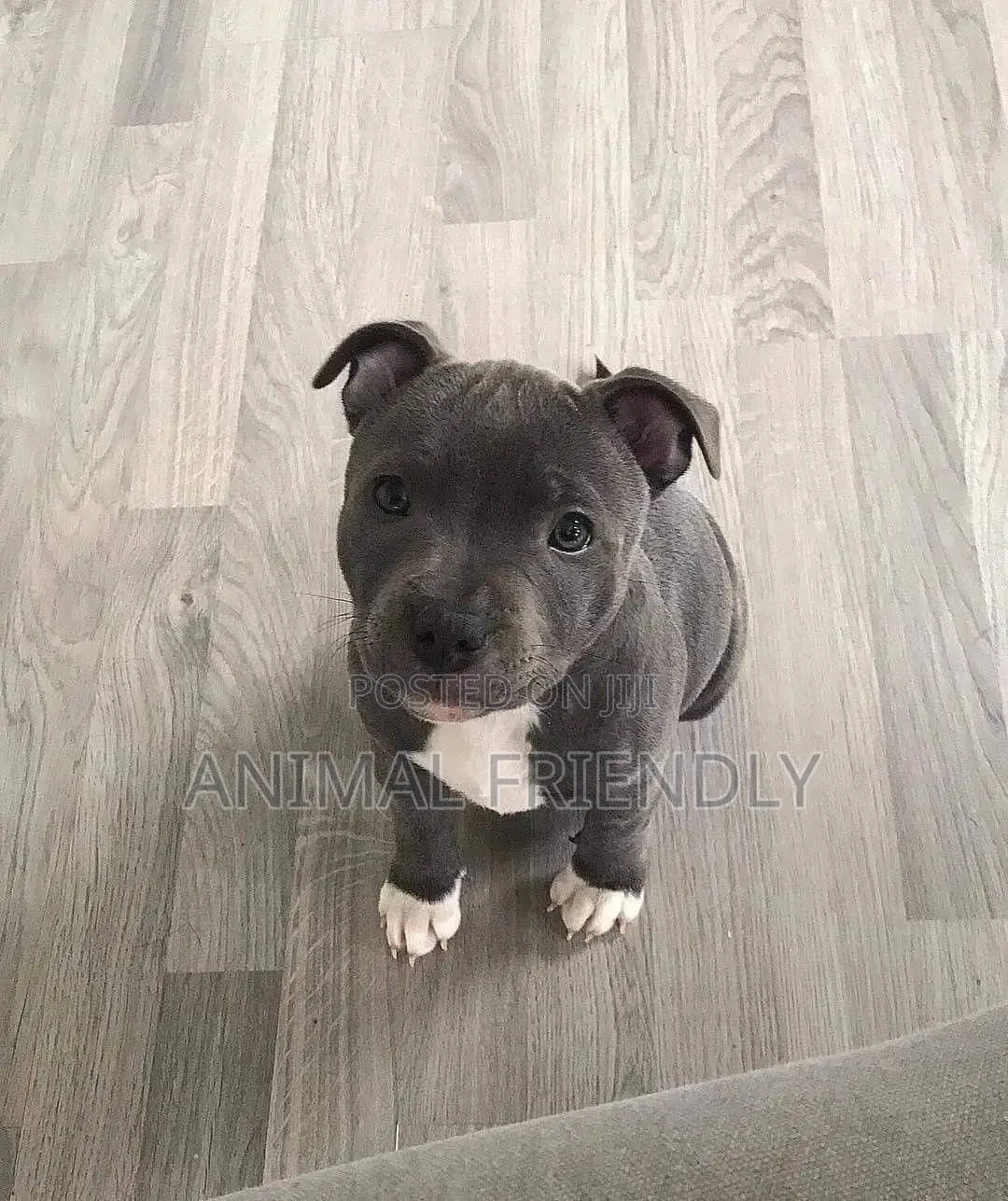1-3 months Male Purebred American Pit Bull Terrier