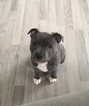1-3 months Male Purebred American Pit Bull Terrier